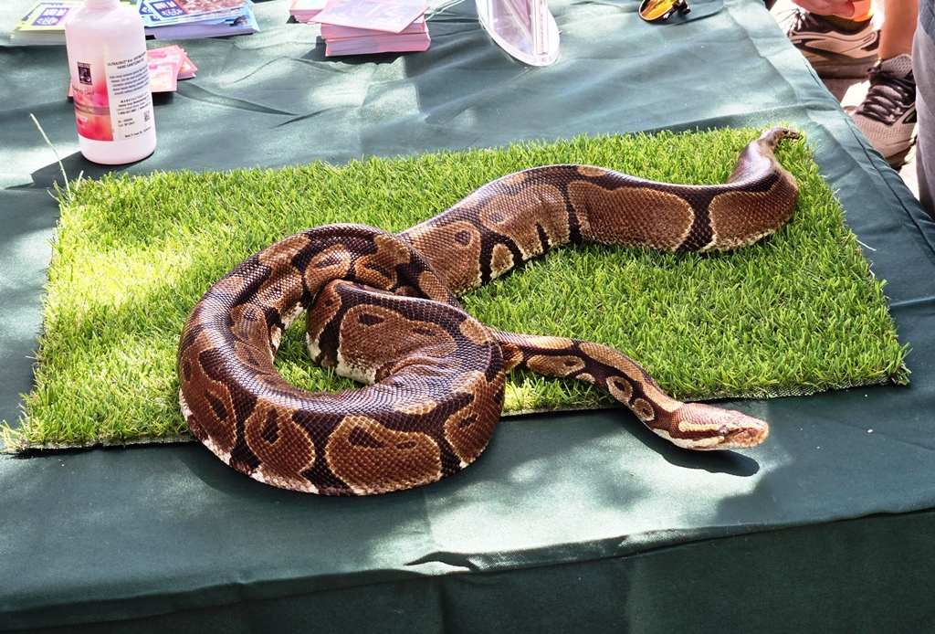A Zoo favorite, 22 year old Boa